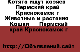 Котята ищут хозяев - Пермский край, Краснокамск г. Животные и растения » Кошки   . Пермский край,Краснокамск г.